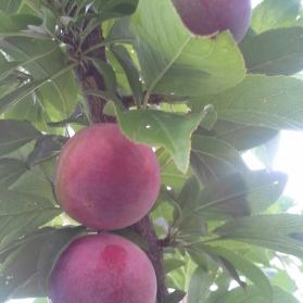 10422465_10100404635270182_1290850391502233369_n